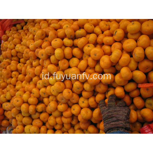 Jeruk Segar dan Manis Bayi Mandarin